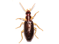 Dromius meridionalis